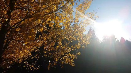 Alder with autumn colors and slow motion of leaves blowing in the wind , Renon Plateau, Alto Adige - South Tyrol, Italy
