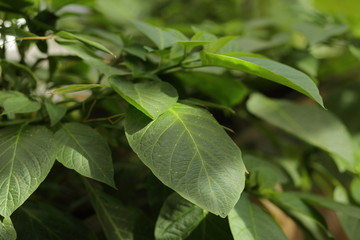 green leaves background