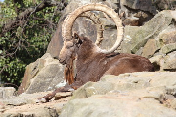 Siberian ibex (Capra sibirica)