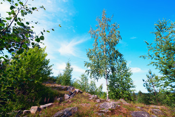 Birch on a mountain path . Summer landscape, Karelia.