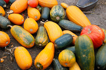 Harvested yellow zucchini on the farm.