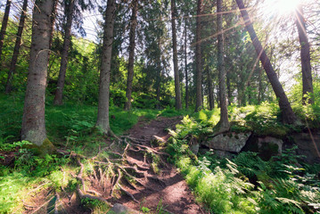 Path among perennial firs in the forest of Karelia.