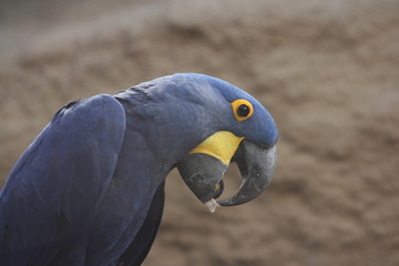 hyacinth macaw  (Anodorhynchus hyacinthinus)