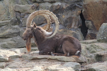 Siberian ibex (Capra sibirica)