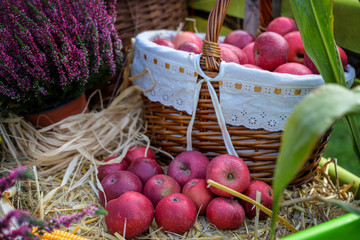 Organic red apples collected at harvest in a basket