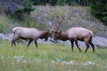 Elk