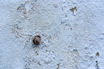 shell on the wall