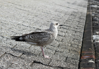 seagull on pier