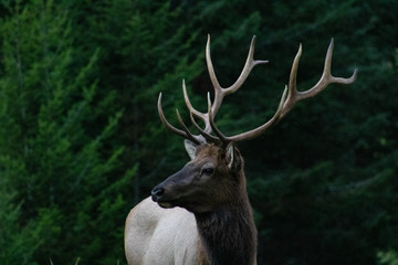 Elk