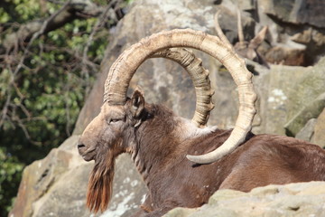 Siberian ibex (Capra sibirica)