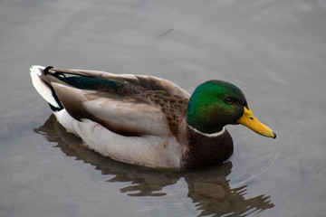 duck
