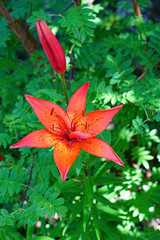 Red, orange and yellow Asiatic lily flower growing in the garden