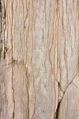 Obraz premium Wild Stone surface