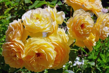 Yellow scented rose Graham Thomas in the garden