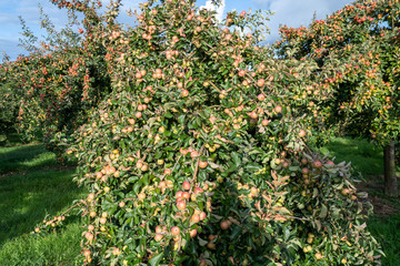 Tremlett bitter cider apples on the tree