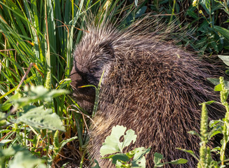 Porcupine 4