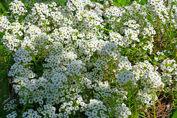 Tiny white flowers of Alyssum Maritimum