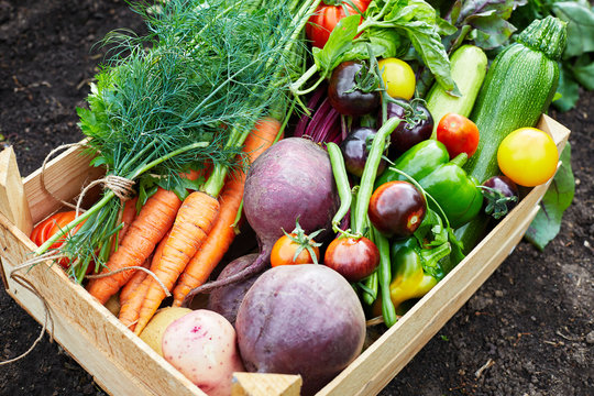 Box with ripe organic fresh vegetable harvest