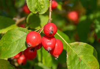 Great little crop of beautiful apples, Ranetki in an abandoned garden.