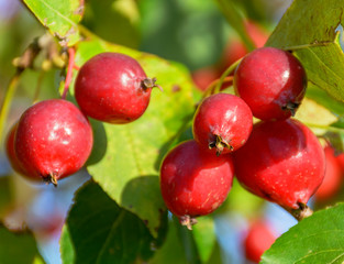 Great little crop of beautiful apples, Ranetki in an abandoned garden.
