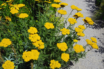 Yellow flowers of achillea moonshine yarrow plant © eqroy