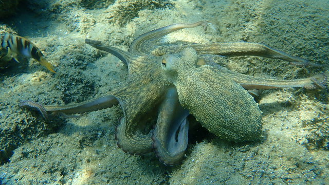 Common octopus (Octopus vulgaris) hunting, Aegean Sea, Greece, Halkidiki