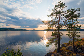 Pine trees on the edge of the shore of the island on lake Ladoga .