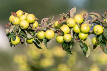 Close up of green cider apples on the tree
