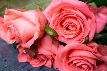 Pink tender flower. Flower in garden at sunny summer or spring day. Flower for postcard beauty...