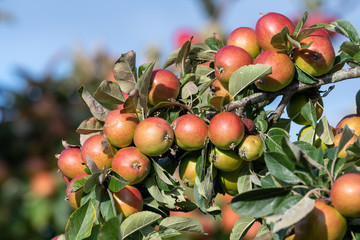 Close up of red cider apples on the tree