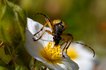 Longhorn beetle feeding on a Montpellier cistus from Brijuni National Park
