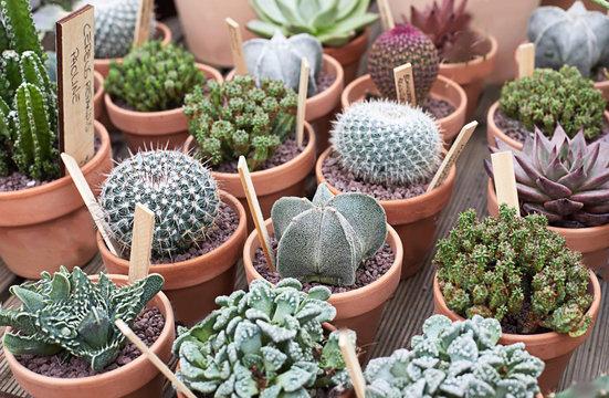 Variety of cactus and succulent in cute terracotta pots table