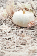 Halloween holiday concept with white pumpkin,soft color toned.