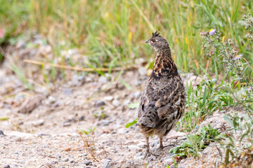 Ruffed Grouse