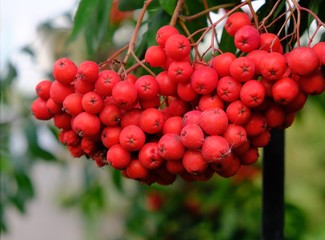 bunches of mountain ash. rowan