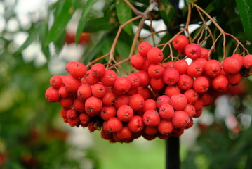 bunches of mountain ash. rowan