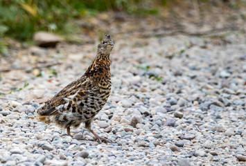 Ruffed Grouse