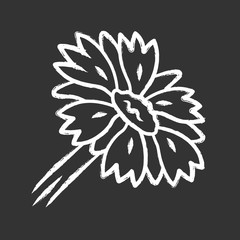 Blanket flower chalk icon. Gaillardia aristata garden plant. Arizona apricot. Blooming wildflower. Summer and spring blossom. Isolated vector chalkboard illustration