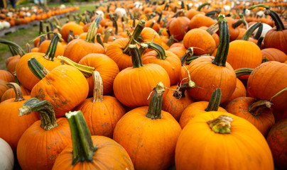 Decorative orange pumpkins on display at the farmers market in usa. Orange ornamental pumpkins in sunlight. Halloween Harvesting and Thanksgiving concept. pumpkin orange halloween in october autumn.