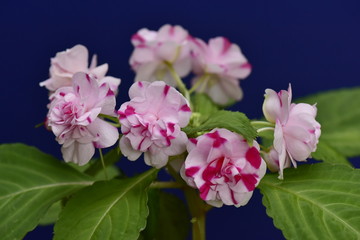 Impatiens with pink variegated flowers on a blue background