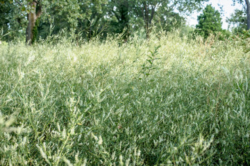 tall field grass