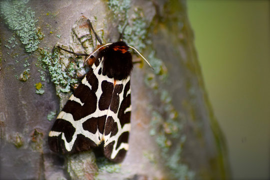 Garden Tiger Moth