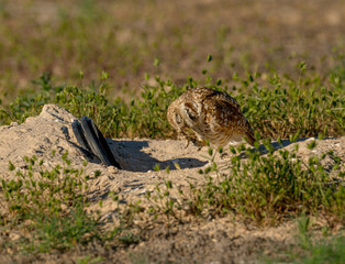 A fledgling Burrowing Owl emerges from it's artificial burrow and performs a series of poses and stretches to start the day. Very Cute!!