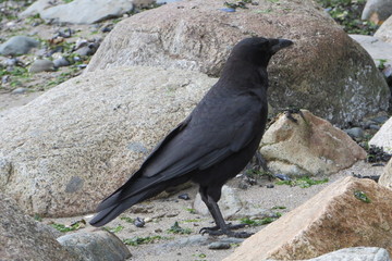Obraz premium Crow