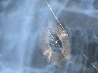Spider Web