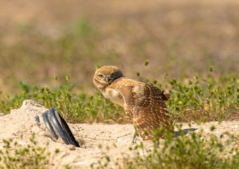 A fledgling Burrowing Owl emerges from it's artificial burrow and performs a series of poses and stretches to start the day. Very Cute!!