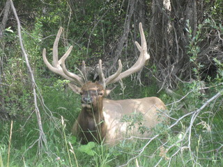 Elk