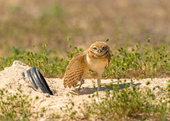 A fledgling Burrowing Owl emerges from it's artificial burrow and performs a series of poses and stretches to start the day. Very Cute!!