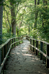 Fototapeta premium wood walkway nature path