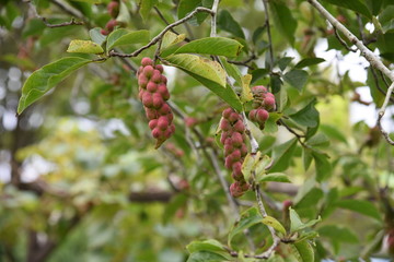 Magnolia kobus fruits / Magnolia kobus has white flowers in early spring, and its knob-like fruits ripen red in autumn.